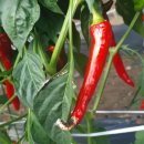 (주)옵티코리아 이미지