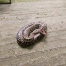 나비농장 | 보홀 나비농장 미니동물원 솔직 후기