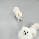 멍케어존 이미지