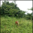 꽃사슴 민박 이미지