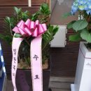 일딴부어호프