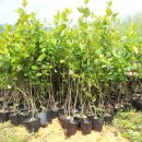 내서읍1171 이미지