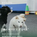 P&M 반려견교육센터 대전점 이미지