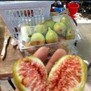 혼저옵서멍 이미지