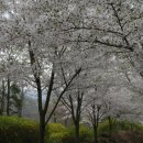 남한산성 왕벚꽃나무 조성지 이미지