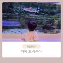 안성비단잉어 | 안성 스타필드 카페 드 아쿠아 아이와 가볼 만한 곳 수족관 이색 카페