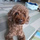 이쁘개# 이미지