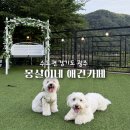몽실이네 | 서울근교 애견카페 몽실이네, 주말 나들이 힐링 후기