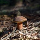 진로행정사 이미지