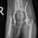 ABC 동물의료센터 이미지