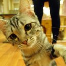 양이펀치 이미지