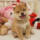 도그패밀리 이미지