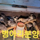 빵심이네