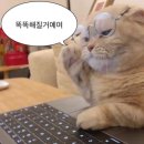 티엔 선생님의 미라클 랭귀지 중국어편 2 | 무료 일본어 강의 듣는 방법 / 후기 (광고X, 타지역 거주자OK)