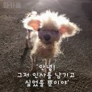 와카롱