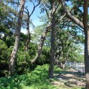 완도 미라리 상록수림 이미지