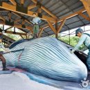 주전어촌체험마을 이미지