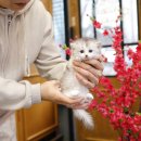 미니펫 강아지분양 고양이분양 부천점 | 부천고양이분양 미니펫이 신뢰가는이유