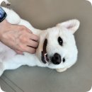 너랑나랑 행복하개 | 10월유치원생활 멍프리스쿨 , 멍프리스쿨반장선거👀