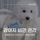 휴먼앤케어 | 강아지 비만 관리, 소형견 사료 추천! 본아페티 슬림앤조인트케어 후기