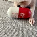 (주)헬로마이펫 이미지