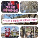 베스킨라빈스 보은점 | 🌸 보은 벚꽃축제 아이들과 첫 꽃구경 후기