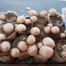 귀농영농 부자영농-돈되는작물-장현유 교수의 이색버섯이야기 (29)신이 만든 불로장생 식품 ‘표고’ 이미지