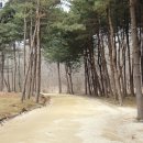 천연머리염색 이미지