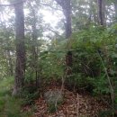 용화양강로 이미지