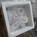 푸른식품 | 올푸른푸드 흑백 가리비 내돈내산 후기｜제철이라 그런지 살 꽉 차있네요