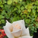 장미농장 이미지