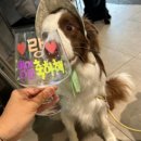 펫비스트로 | 밤리단길 펫프랜들리식당 내돈내산 맛집 비스트로 광연