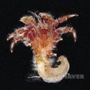 털보밧데리 이미지