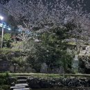 삼호아라쭈꾸미