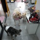 냥이를 사랑하는 멍멍이 이미지