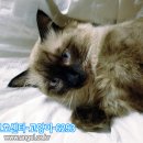 고양이를찾습니다,래그돌,수컷,서울시 송파구 잠실 신천역 아이파크 오피스텔 부근입니다. 이미지
