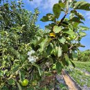 이 무더위에 사과나무에 꽃이 피었습니다. 이미지