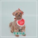 [펫토이즘]대구 포토이즘스튜디오에서 강아지 프로필 촬영하기/ 셀프 스튜디오 내돈내산
