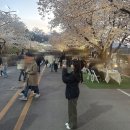서울파크 | 경기도 벚꽃 데이트 마시멜로 렛츠런파크 서울 드론쇼 후기