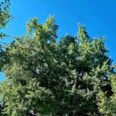 말하는 은행나무 이미지