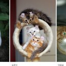 도도한고양이 이미지