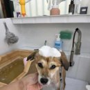 수수하개 이미지