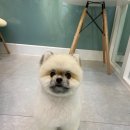 메모리펫살롱 이미지