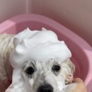 댕그랑댕 이미지