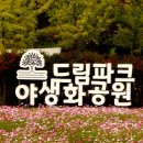 인천 서구 드림파크 야생화 공원에서. ... 이미지