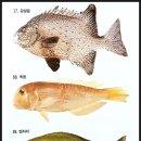 강담 이미지