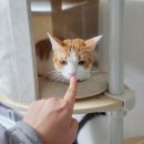 돌봄 | 펫시터 반려동물 돌봄서비스 월리 후기 f 강아지 고양이