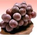 수원-0034 이미지