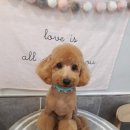 초롱이 애견 미용샵 이미지