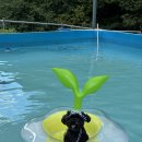 옐레드 애견유치원&애견호텔 대구신월성점 이미지